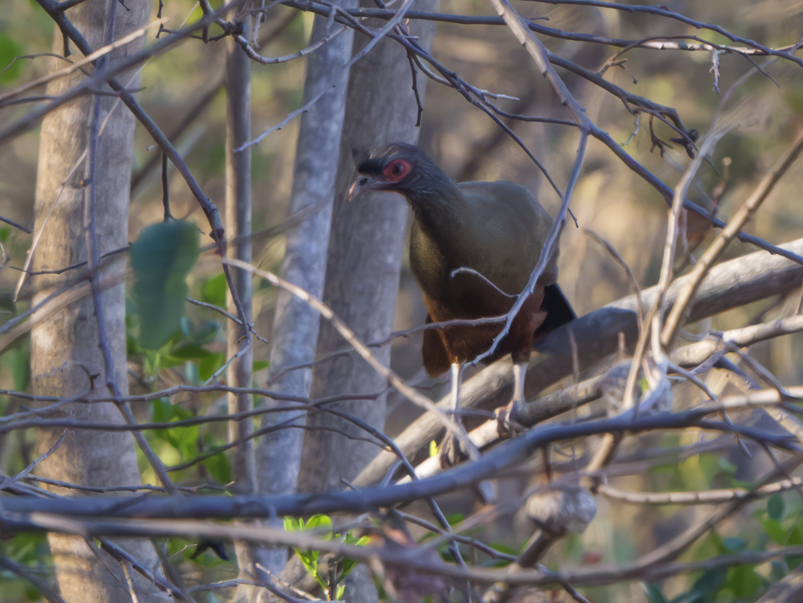 image Rufous-bellied Chachalaca
